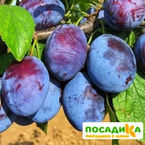 Слива Чачакская ранняя купить по цене от 229.00р. в интернет-магазине «Посадика» с доставкой почтой в в Покрове и по всей России – [изображение №1].