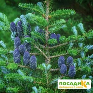 Пихта корейская (Abies koreana) купить по цене от 450.00р. в интернет-магазине «Посадика» с доставкой почтой в в Покрове и по всей России – [изображение №1].