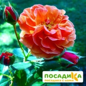 Роза Арабия купить по цене от 350.00р. в интернет-магазине «Посадика» с доставкой почтой в в Покрове и по всей России – [изображение №1].