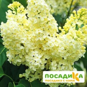 Сирень Примроуз (Primrose) купить по цене от 529.00р. в интернет-магазине «Посадика» с доставкой почтой в в Покрове и по всей России – [изображение №1].