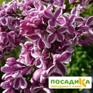 Сирень Сенсация купить по цене от 529.00р. в интернет-магазине «Посадика» с доставкой почтой в в Покрове и по всей России – [изображение №1].