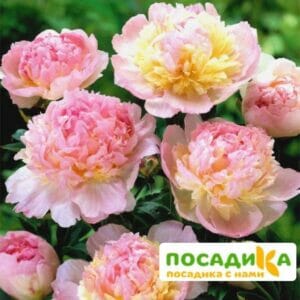 Пион Распберри Сандей (Paeonia Raspberry Sundae) купить по цене от 959р. в интернет-магазине «Посадика» с доставкой почтой в в Покрове и по всей России – [изображение №1].