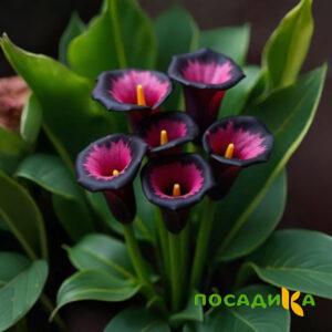 Калла Аура Лейс купить по цене от 400р. в интернет-магазине «Посадика» с доставкой почтой в в Покрове и по всей России – [изображение №1].