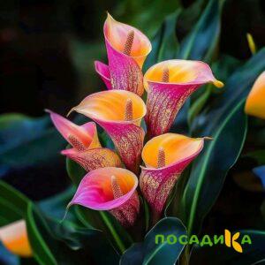 Калла Оникс купить по цене от 450р. в интернет-магазине «Посадика» с доставкой почтой в в Покрове и по всей России – [изображение №1].
