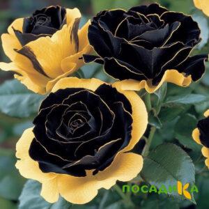 Роза Ханни Сикл купить по цене от 700р. в интернет-магазине «Посадика» с доставкой почтой в в Покрове и по всей России – [изображение №1].