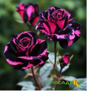 Роза Багровый Шепот купить по цене от 366р. в интернет-магазине «Посадика» с доставкой почтой в в Покрове и по всей России – [изображение №1].