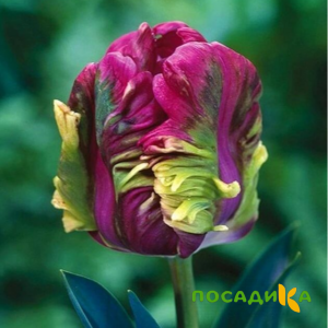 Тюльпан Экзотик Хэвен купить по цене от 186р. в интернет-магазине «Посадика» с доставкой почтой в в Покрове и по всей России – [изображение №1].