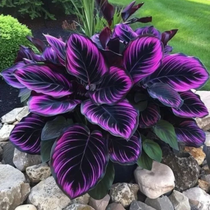 Хоста Люминоза купить по цене от 450р. в интернет-магазине «Посадика» с доставкой почтой в в Покрове и по всей России – [изображение №1].