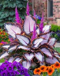 Хоста Кримэн Дрим купить по цене от 549р. в интернет-магазине «Посадика» с доставкой почтой в в Покрове и по всей России – [изображение №1].