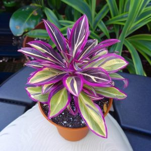 Хоста Сильвер Стик купить по цене от 650р. в интернет-магазине «Посадика» с доставкой почтой в в Покрове и по всей России – [изображение №1].