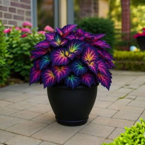 Хоста Фрости Блю купить по цене от 389р. в интернет-магазине «Посадика» с доставкой почтой в в Покрове и по всей России – [изображение №1].