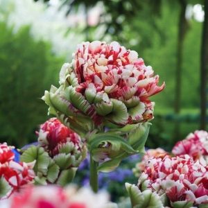 Тюльпан Дабл Флеминг Берд купить по цене от 249р. в интернет-магазине «Посадика» с доставкой почтой в в Покрове и по всей России – [изображение №1].