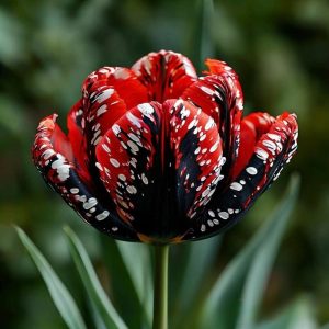 Тюльпан Вельвет Файер купить по цене от 394р. в интернет-магазине «Посадика» с доставкой почтой в в Покрове и по всей России – [изображение №1].