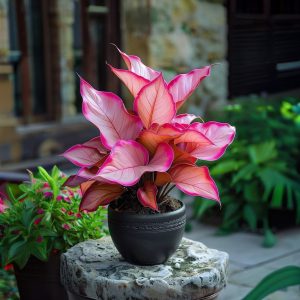 Хоста Розовая Симфония купить по цене от 800р. в интернет-магазине «Посадика» с доставкой почтой в в Покрове и по всей России – [изображение №1].