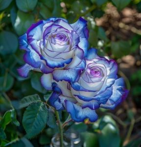 Роза Пэтолз Хоуп купить по цене от 333р. в интернет-магазине «Посадика» с доставкой почтой в в Покрове и по всей России – [изображение №1].