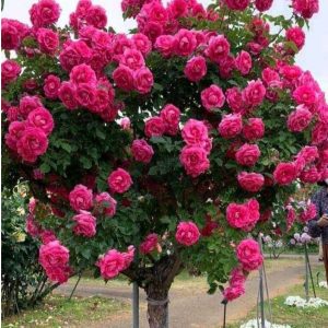 Роза Версаля купить по цене от 232р. в интернет-магазине «Посадика» с доставкой почтой в в Покрове и по всей России – [изображение №1].