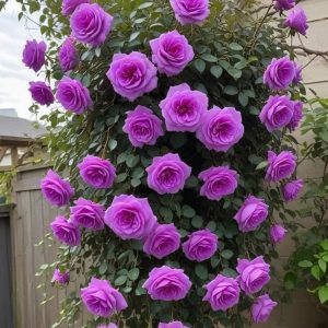 Роза Мистик Уайт купить по цене от 620р. в интернет-магазине «Посадика» с доставкой почтой в в Покрове и по всей России – [изображение №1].