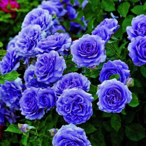 Роза Блю Мун купить по цене от 450р. в интернет-магазине «Посадика» с доставкой почтой в в Покрове и по всей России – [изображение №1].