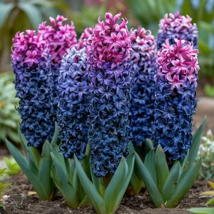 Гиацинт Блю Спринг купить по цене от 2099р. в интернет-магазине «Посадика» с доставкой почтой в в Покрове и по всей России – [изображение №1].