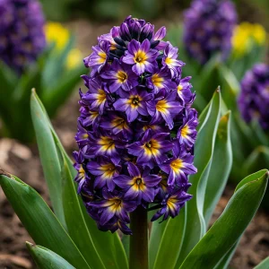 Гиацинт Вельвет Колор купить по цене от 2099р. в интернет-магазине «Посадика» с доставкой почтой в в Покрове и по всей России – [изображение №1].