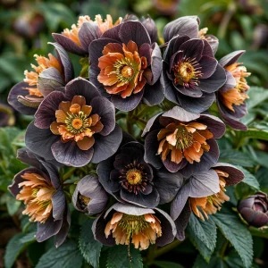 Морозник Блум Айс купить по цене от 499р. в интернет-магазине «Посадика» с доставкой почтой в в Покрове и по всей России – [изображение №1].