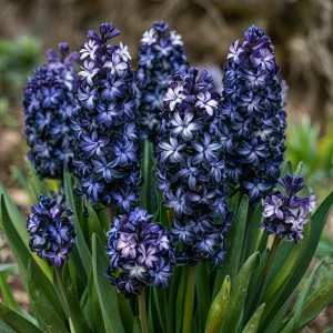 Гиацинт Блум Клауд купить по цене от 2099р. в интернет-магазине «Посадика» с доставкой почтой в в Покрове и по всей России – [изображение №1].