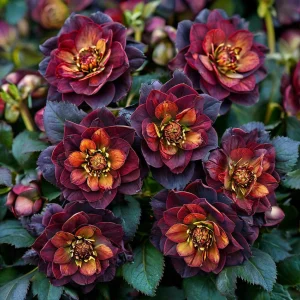 Морозник Сноу Дроп купить по цене от 348р. в интернет-магазине «Посадика» с доставкой почтой в в Покрове и по всей России – [изображение №1].