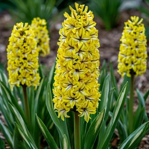 Гиацинт Сансет Голд купить по цене от 2099р. в интернет-магазине «Посадика» с доставкой почтой в в Покрове и по всей России – [изображение №1].