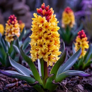 Гиацинт Миднайт Мистери купить по цене от 2099р. в интернет-магазине «Посадика» с доставкой почтой в в Покрове и по всей России – [изображение №1].