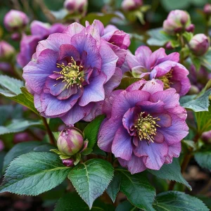 Морозник Айс Принцесс Чарм купить по цене от 650р. в интернет-магазине «Посадика» с доставкой почтой в в Покрове и по всей России – [изображение №1].