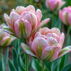 Тюльпан Аврора Принцес купить по цене от 345р. в интернет-магазине «Посадика» с доставкой почтой в в Покрове и по всей России – [изображение №1].