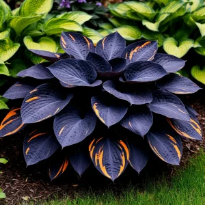 Хоста Умбра купить по цене от 349р. в интернет-магазине «Посадика» с доставкой почтой в в Покрове и по всей России – [изображение №1].