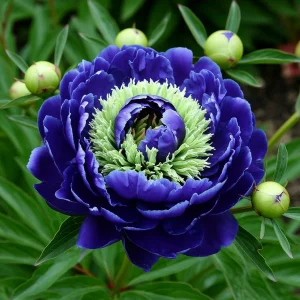 Пион Дримвивер купить по цене от 417р. в интернет-магазине «Посадика» с доставкой почтой в в Покрове и по всей России – [изображение №1].