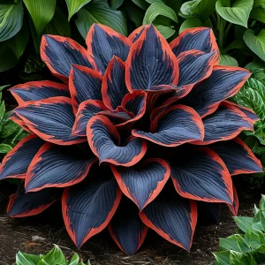 Хоста Солнечный Агат купить по цене от 440р. в интернет-магазине «Посадика» с доставкой почтой в в Покрове и по всей России – [изображение №1].