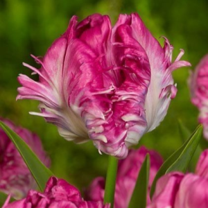 Тюльпан махровый Кул Кристал купить по цене от 400р. в интернет-магазине «Посадика» с доставкой почтой в в Покрове и по всей России – [изображение №1].