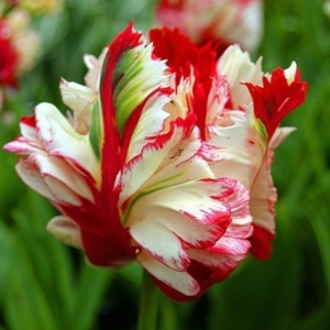 Тюльпан Эстелла Рижнвельд купить по цене от 500р. в интернет-магазине «Посадика» с доставкой почтой в в Покрове и по всей России – [изображение №1].