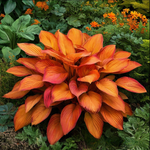 Хоста Солнечный Нектар купить по цене от 605р. в интернет-магазине «Посадика» с доставкой почтой в в Покрове и по всей России – [изображение №1].