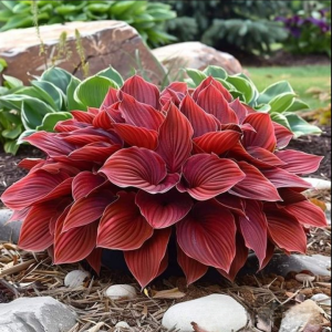 Хоста Рэд Эйнджл купить по цене от 549р. в интернет-магазине «Посадика» с доставкой почтой в в Покрове и по всей России – [изображение №1].