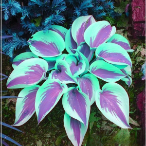 Хоста Висперин Бьюти купить по цене от 379р. в интернет-магазине «Посадика» с доставкой почтой в в Покрове и по всей России – [изображение №1].