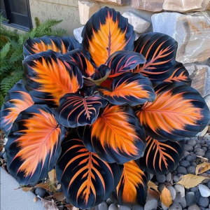 Хоста Сикрет Форест купить по цене от 601р. в интернет-магазине «Посадика» с доставкой почтой в в Покрове и по всей России – [изображение №1].