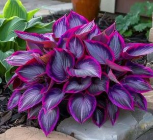 Хоста Сикрет Гарденс купить по цене от 549р. в интернет-магазине «Посадика» с доставкой почтой в в Покрове и по всей России – [изображение №1].