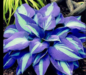 Хоста Аурелия купить по цене от 450р. в интернет-магазине «Посадика» с доставкой почтой в в Покрове и по всей России – [изображение №1].