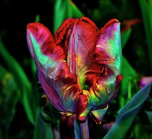 Тюльпан Эирпрайз купить по цене от 270р. в интернет-магазине «Посадика» с доставкой почтой в в Покрове и по всей России – [изображение №1].