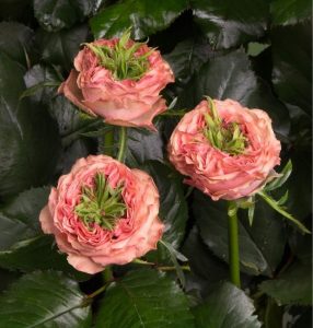 Роза Амбер Инчант купить по цене от 495р. в интернет-магазине «Посадика» с доставкой почтой в в Покрове и по всей России – [изображение №1].