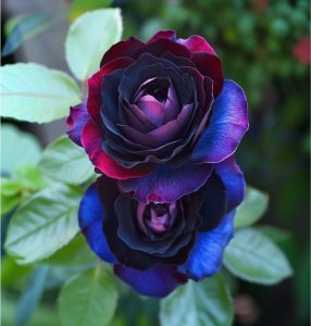 Роза Скарлет Рэвери купить по цене от 489р. в интернет-магазине «Посадика» с доставкой почтой в в Покрове и по всей России – [изображение №1].