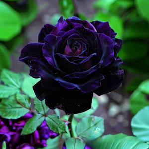 Роза Блэк Пантер купить по цене от 319р. в интернет-магазине «Посадика» с доставкой почтой в в Покрове и по всей России – [изображение №1].