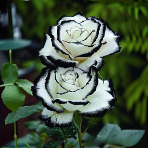 Роза Силк Ивин купить по цене от 319р. в интернет-магазине «Посадика» с доставкой почтой в в Покрове и по всей России – [изображение №1].