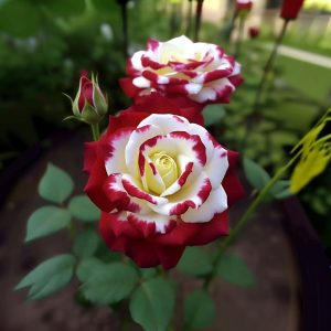 Роза Роял Глом купить по цене от 401р. в интернет-магазине «Посадика» с доставкой почтой в в Покрове и по всей России – [изображение №1].