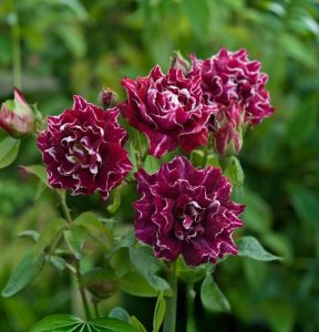 Роза Опаловый Пейзаж купить по цене от 490р. в интернет-магазине «Посадика» с доставкой почтой в в Покрове и по всей России – [изображение №1].