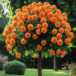 Роза Солнечный Шарм купить по цене от 349р. в интернет-магазине «Посадика» с доставкой почтой в в Покрове и по всей России – [изображение №1].